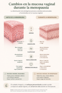 Comparación de la mucosa vaginal antes y después de la menopausia mostrando los cambios provocados por la disminución de los estrógenos.